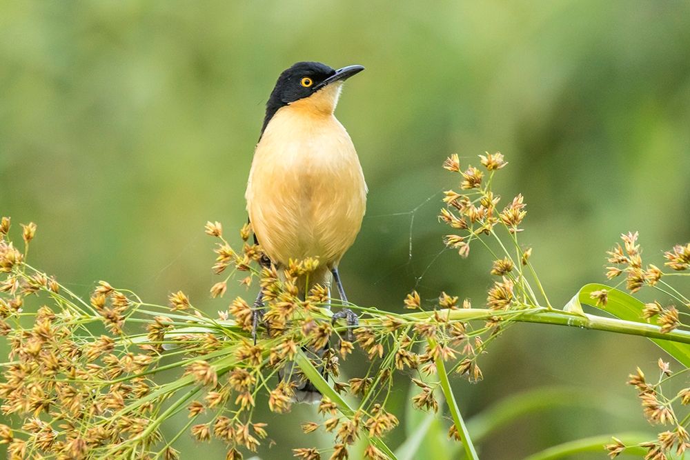 Brazil-Pantanal Black-capped donacobius bird close-up